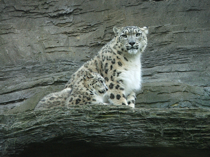 Snow leopard, mládě, dítě, zvíře, Zoo, kožešina, volně žijící zvířata