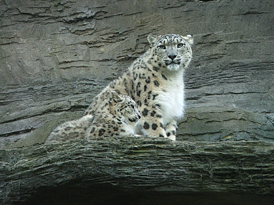 leopardo da neve, filhote, bebê, animal, jardim zoológico, peles, vida selvagem