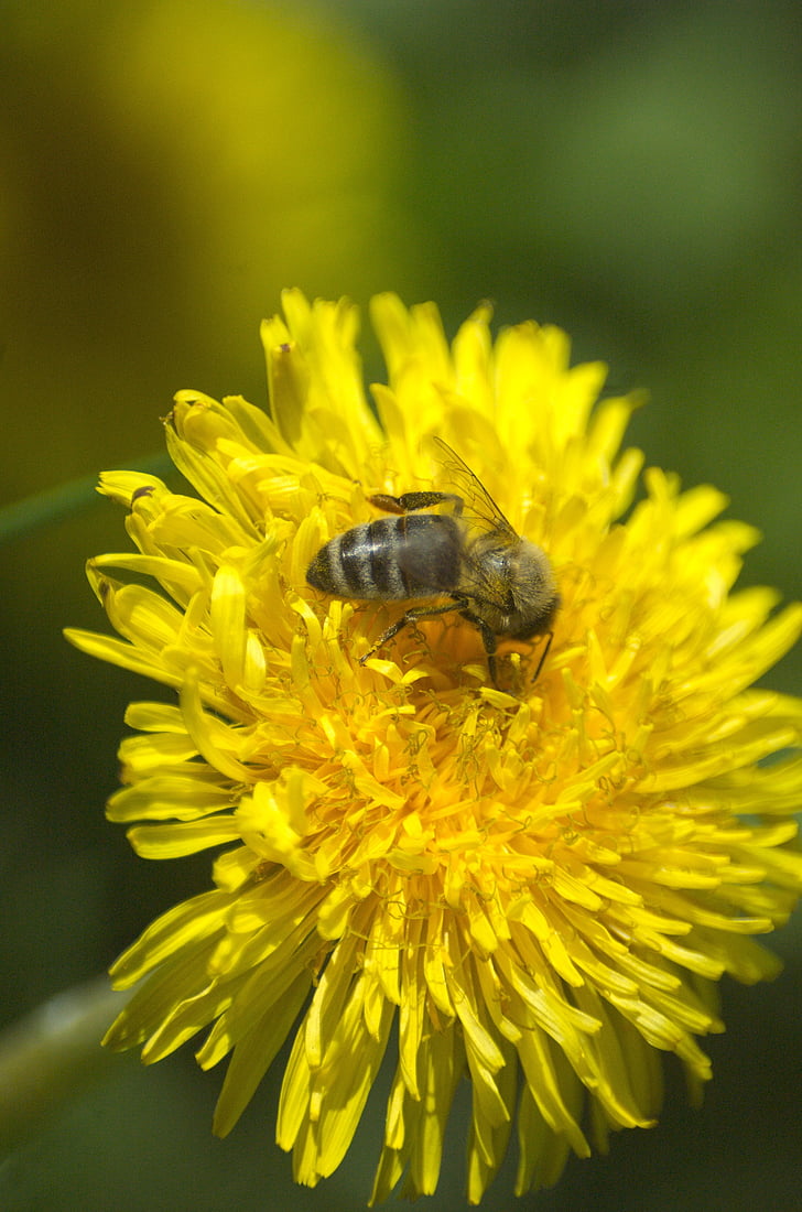 bee, dandelion, pollen, honey, honey bee, insect, nature