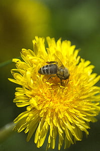 蜂, タンポポ, 花粉, 蜂蜜, 蜂蜜の蜂, 昆虫, 自然