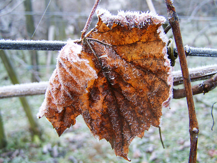 foglie di vite Canuto, brina, inverno, natura