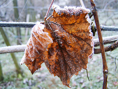 hojas de vid canoso, Rime, invierno, naturaleza