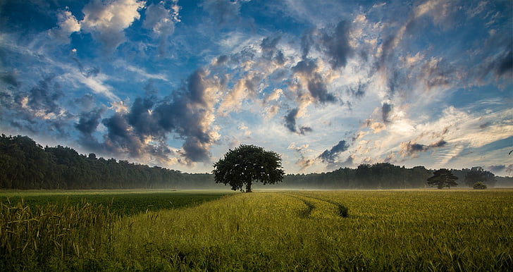 tree, field, cornfield, nature, landscape, sky, clouds