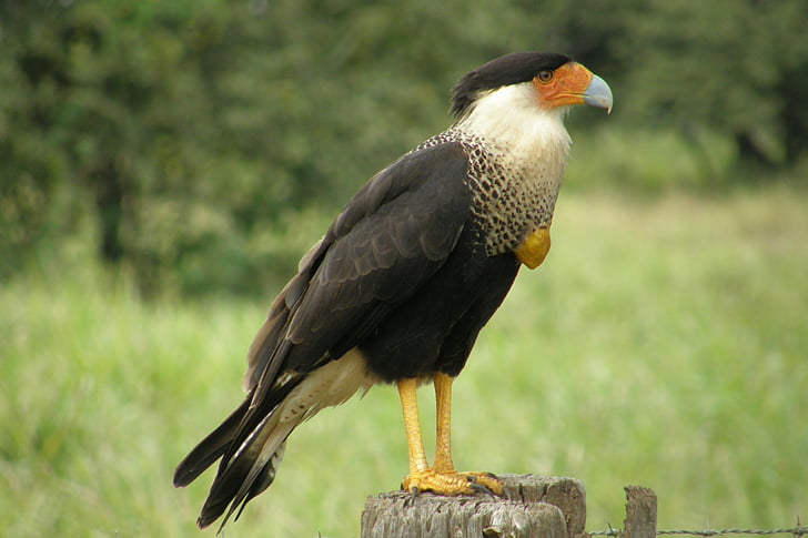 oiseau, Cerrado, animal, nature, oiseaux tropicaux, Brésil, écologie