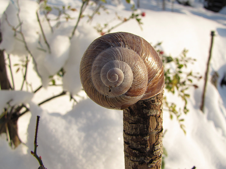 Shell, sníh, Deco