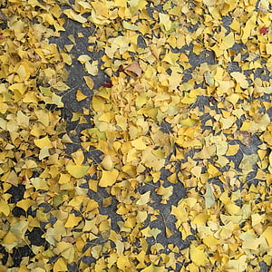 秋天, 银行树叶, 银行, 地板, 叶, 背景, 自然