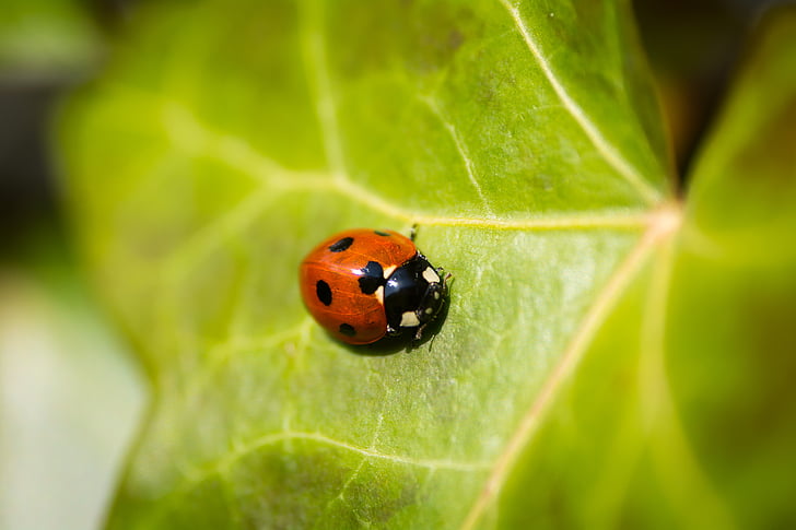 escarabat, insecte, Ladybird, Mariquita, fulla, natura, petit