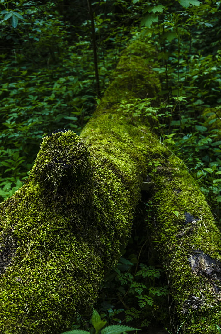 moss, nature, forest, tree, green