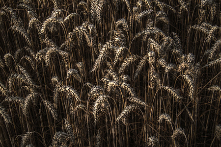gandum, gandum, bidang, Close-up, makro, pertanian, pertanian