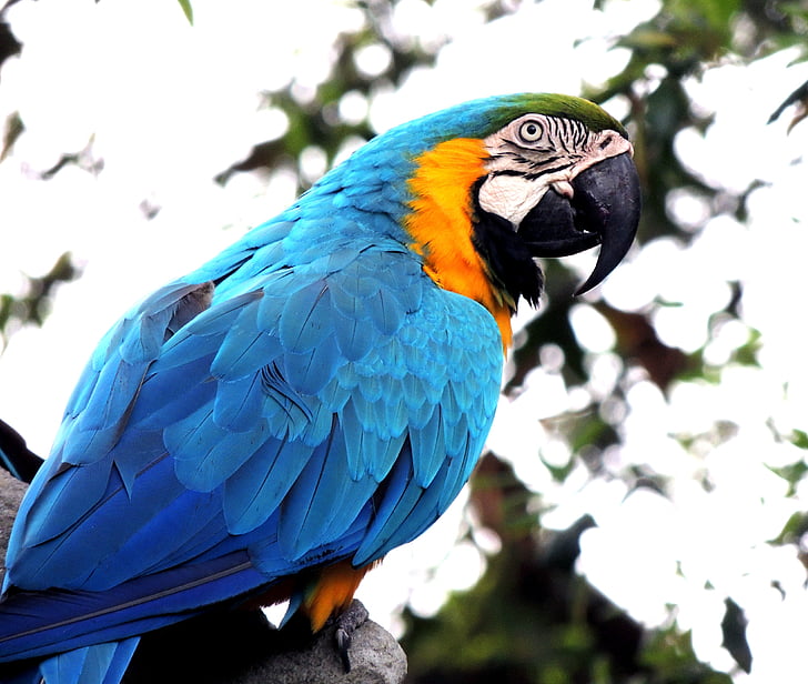 Ara, papuga, ptak, zwierzętom, dzikich zwierząt, Tropical, kolorowe
