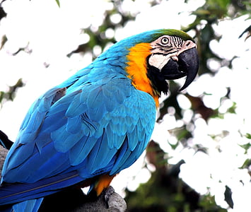 Ara, papegøje, fugl, Pet, Wildlife, Tropical, farverige