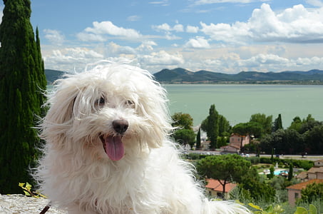 hund, Hårig, vit, Maltesiska, Visa, Bolognese, Trasimeno