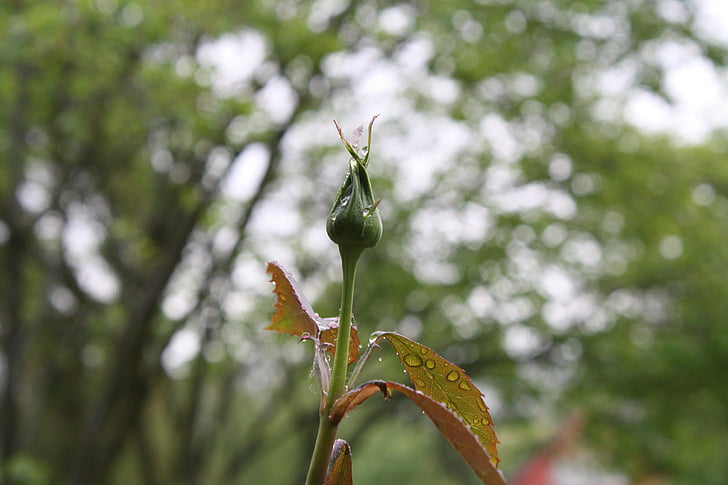 ökade, Anläggningen, knopp, naturen, Stäng