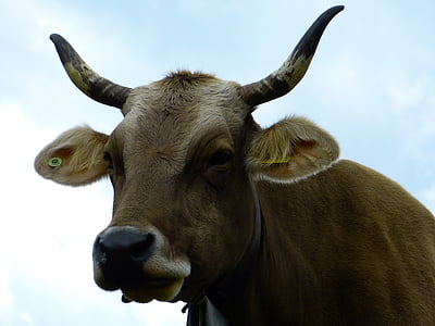 Корова, говядина, животное, коровье молоко, Рога, Сельское хозяйство, пятнистый