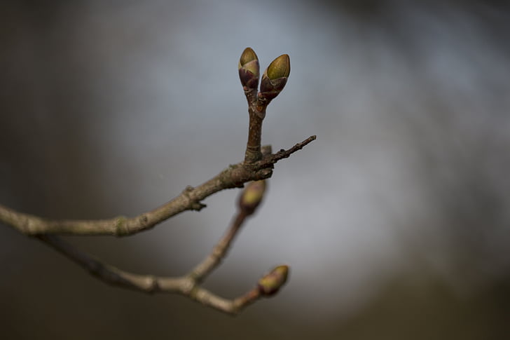 sprig, the buds, spring, nature, plant