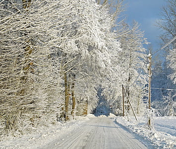 na floresta de inverno, neve, carga de neve, caminho da floresta, sonho de inverno, Nevado, natureza