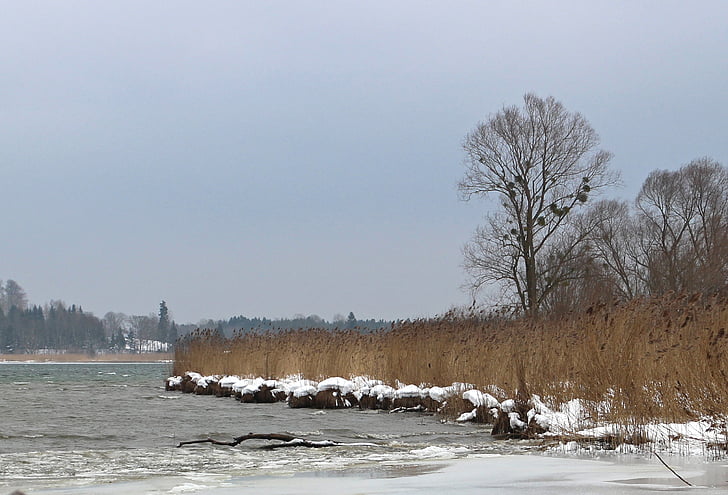 winter, snow, bank, reed, trees, wintry, lake