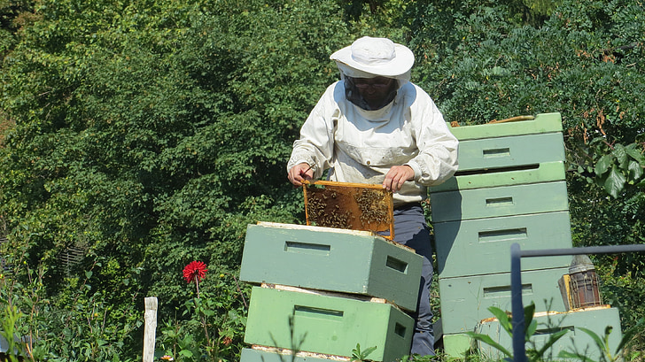 μελισσοκόμος, μέλισσες, έντομο, Κυψέλη, φύση, μέλι, χτένες