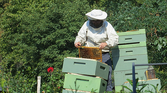 养蜂人, 蜜蜂, 昆虫, 蜂巢, 自然, 蜂蜜, 梳子
