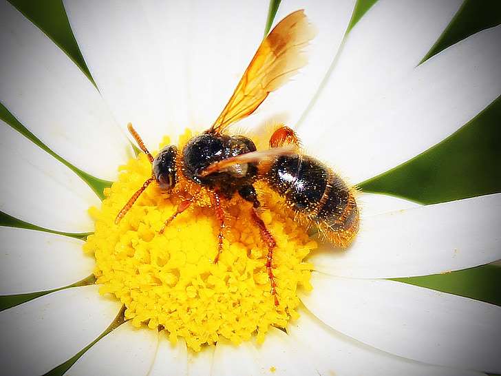 abella, flor, pol·len, mel, insecte, flor, flor