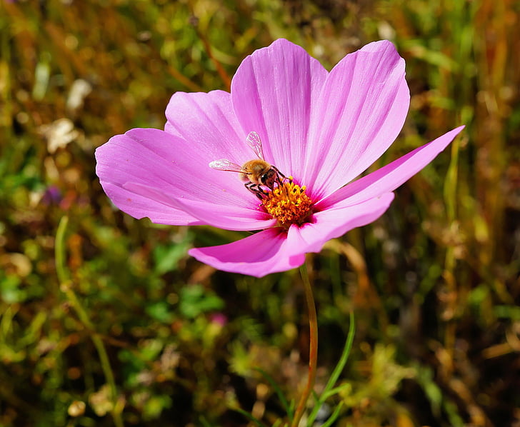 honeybee, perched, petaled, flower, daytime, Blossom, Bloom
