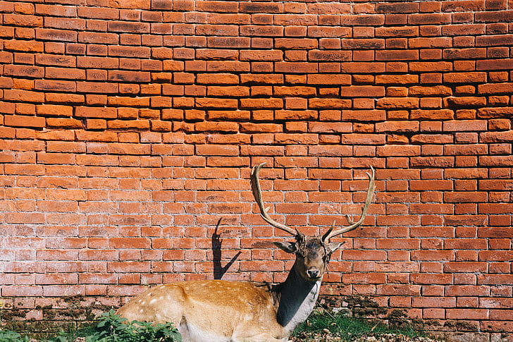 animal, antlers, bricks, deer, red, stones, wall