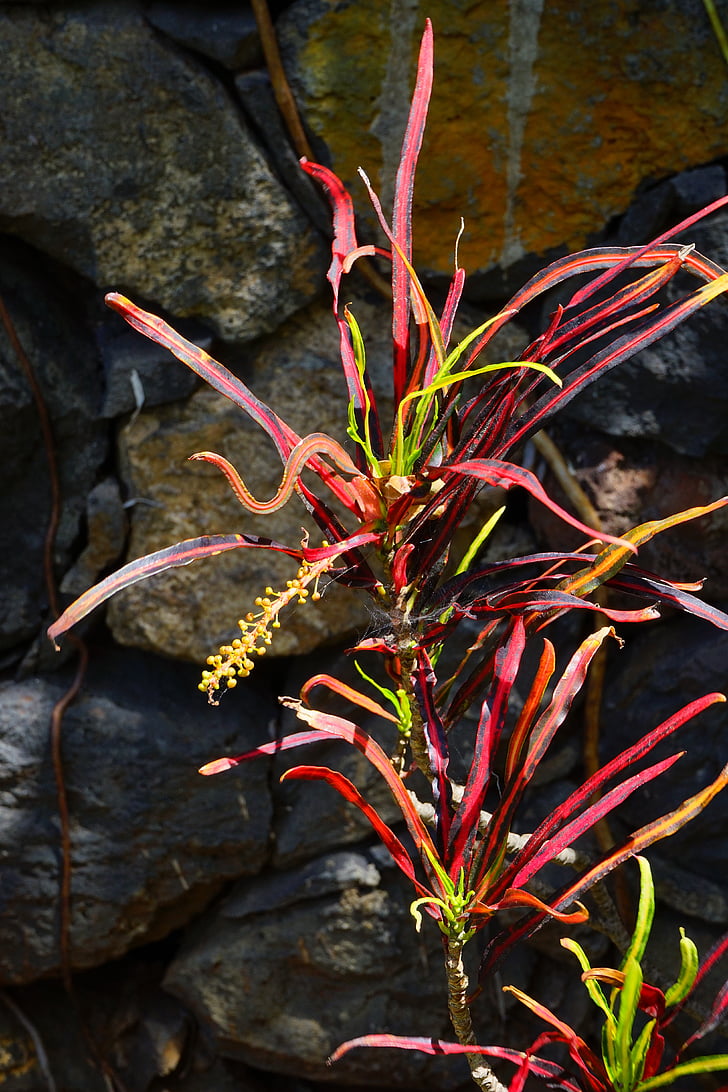 Croton, Anläggningen, Tropical, exotiska, variegata variegatum, underbar buske, cancer blomma