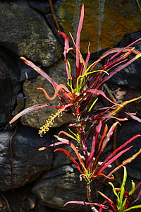 Croton, Anlage, tropische, exotische, Codiaeum variegatum, wunderbare Strauch, Krebs-Blume