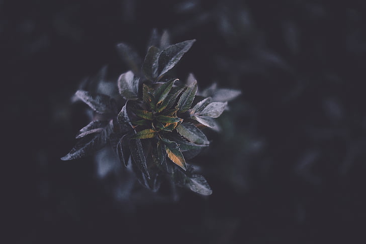 blur, close-up, dark, dried, flora, flower, focus