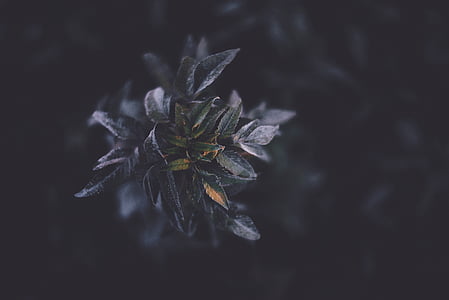 black, green, leaves, flower, nature, no people, close-up