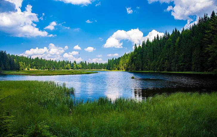 bavarian forest, alpsee, lake, clouds, grass, trees, sky