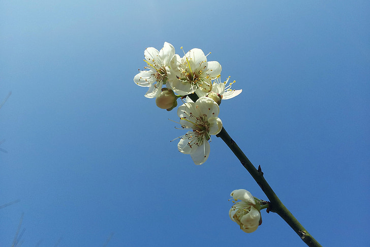 plum blossom, blue sky, simple, fresh, sky blue, flower, winter