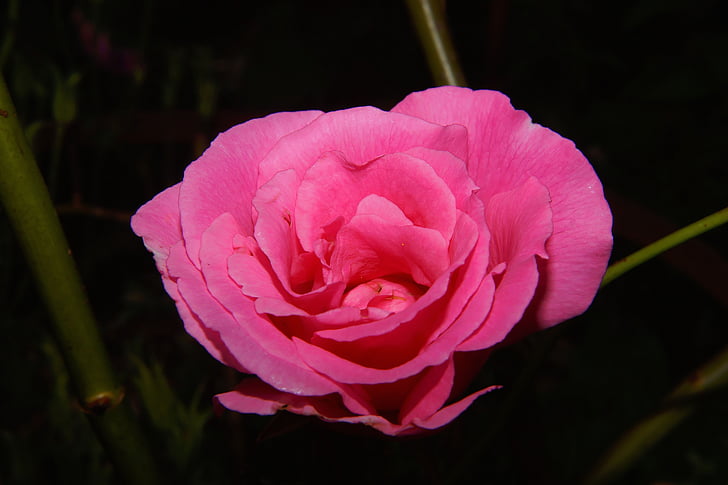 rose, blossom, bloom, pink, summer, garden, close