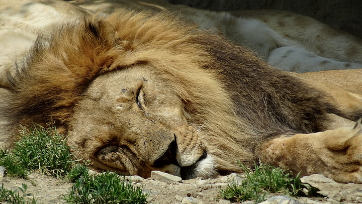 Lion, animaux, Zoo, lionne, animaux à l’état sauvage, détente, Lion - féline