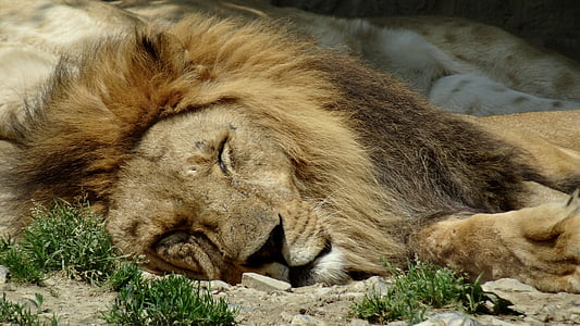Lleó, animals, zoològic, lleona, animals en estat salvatge, relaxació, Lleó - felí