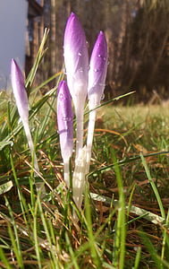 crocus, purple, dew, morgentau, violet, early bloomer, harbinger of spring
