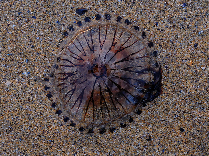meduses, platja, sorra, Mar, vida marina, schirmqualle, violeta