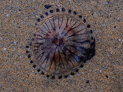 meduse, spiaggia, sabbia, mare, vita marina, schirmqualle, viola