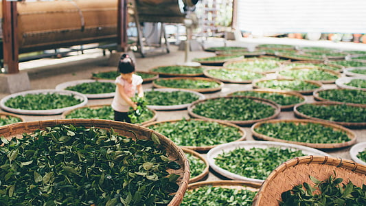 Asien, barn, høst, te, arbejde, public domain billeder