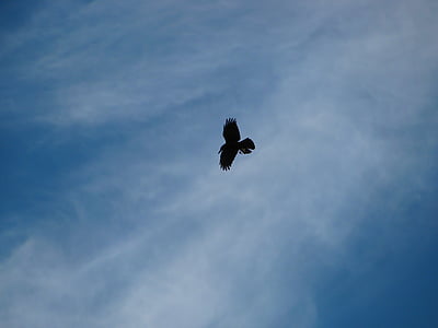 raven, bird, birds, flight, sky, clouds, cirrus