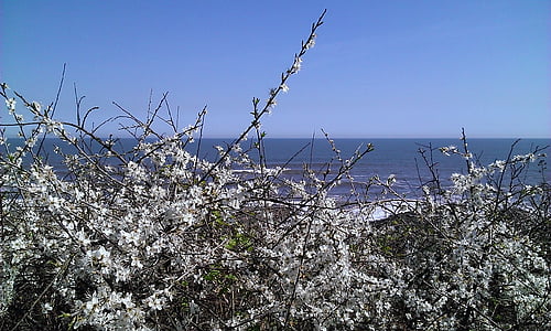 havet, Horisont, blå, hagtorn, blomma, vit, blommor