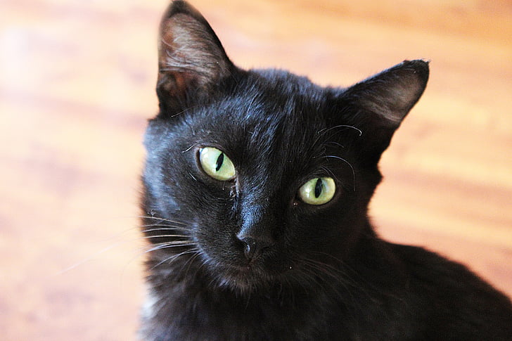 gato, animal, negro, mascota, Retrato, persona de gato, Closeup