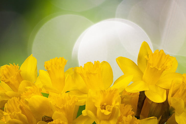 Narcis, jar, Veľkonočné, kvet, kvet, žltá, kvet
