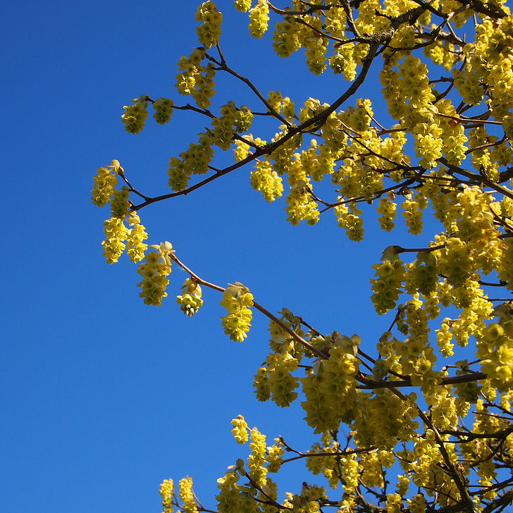 flor, amarillo, cielo azul, primavera, floración, paisaje, flores amarillas
