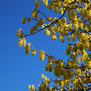 květ, žlutá, modrá obloha, jaro, Bloom, krajina, žluté květy