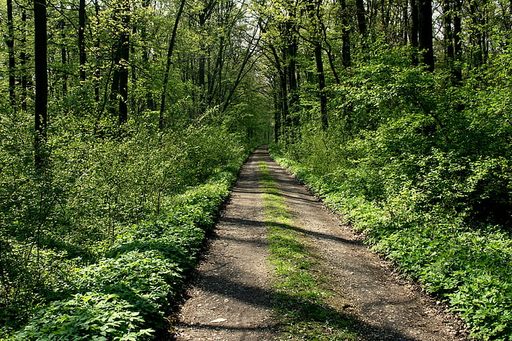 chemin d’accès, arbres, route forestière