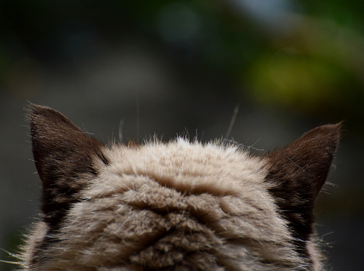 macska, brit Rövidszőrű, mieze, telivér, kedves, szőrme, barna