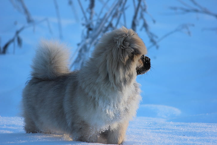 tibetansk spaniel, hvalp, vinter, sne, hund, dyr, kæledyr