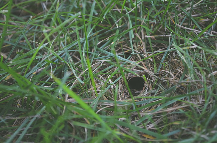 blur, close, close-up, environment, field, focus, grass