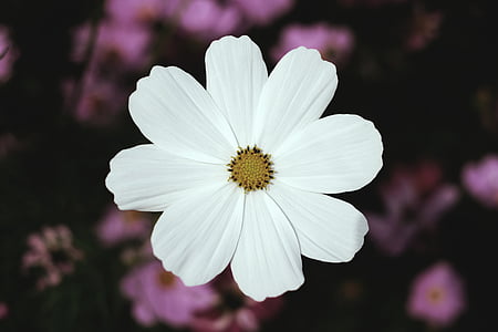 Branco, Margarida, flor, macro, fotografia, pétala, Borrão